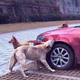 Illustration for article titled Man Kicks Dog, Dog Bites Car
